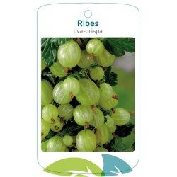 Agrest Ribes uva-crispa...