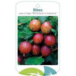 Agrest Ribes uva-crispa...