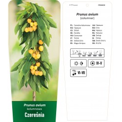 Prunus avium Czereśnia...