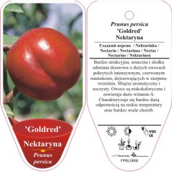 Prunus persica 'Goldred'...