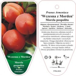 Prunus Armeniaca 'Wczesna z...