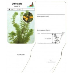 Utricularia vulgaris FGWAS093