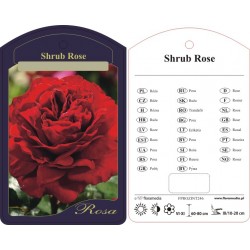 Rosa shrub historyczna...