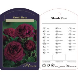 Rosa shrub historyczna...