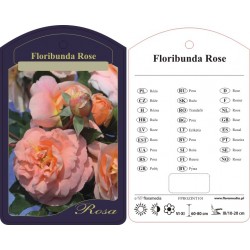 Rosa floribunda...