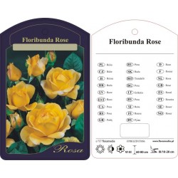 Rosa floribunda żółta z...