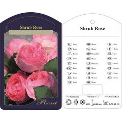 Rosa shrub (histor.)...