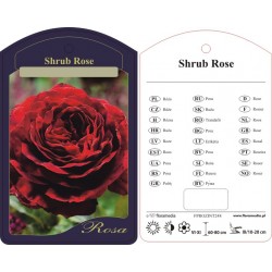 Rosa shrub (historyczna)...