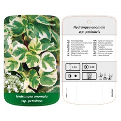 Hydrangea anomala ssp...