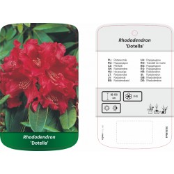 Rhododendron 'Dotella'...