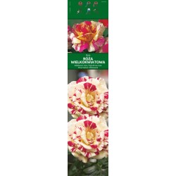 Rosa wielkokwiatowa KAPROZN059