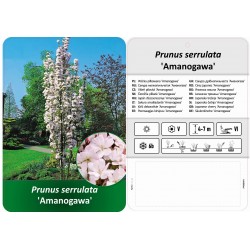 Prunus serrulata...