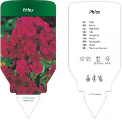 Phlox FPBLBY0189
