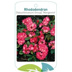 Rhododendron 'Morgenrot'...