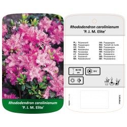Rhododendron carolinianum...