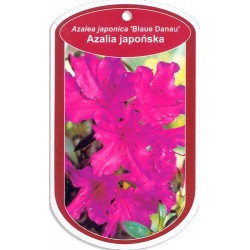 Azalea japonica 'Blaue...