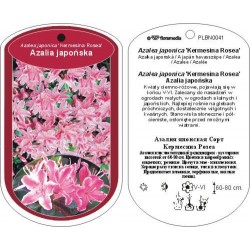 Azalea japonica 'Kermesina...