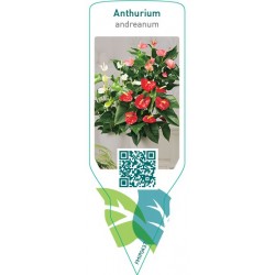 Anthurium andreanum FMIP0437