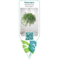 Asparagus sprengeri FMIP0028