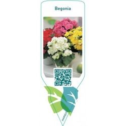 Begonia Mix FMIP0033