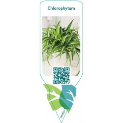 Chlorophytum FMIP0071
