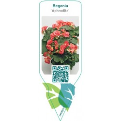 Begonia 'Aphrodite' FMIP0034