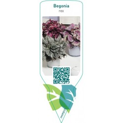 Begonia rex FMIP0035