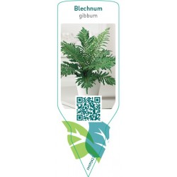 Blechnum gibbum FMIP0422