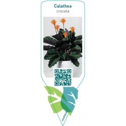 Calathea crocata FMIP0048