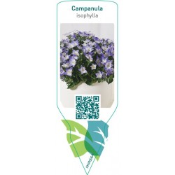 Campanula isophylla FMIP0064
