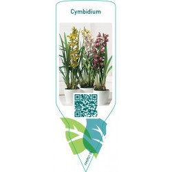 Cymbidium (Orchidee) Mix...
