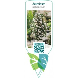 Jasminum polyanthum FMIP0537