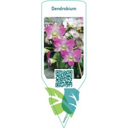 Dendrobium FMIP0535