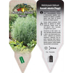 Helichrysum italicum PPGLLC015