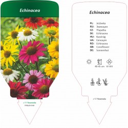 Echinacea MIX FPBLBY0181