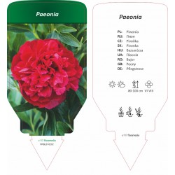 Paeonia FPBLBY0202