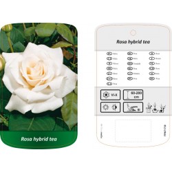Rosa Hybrid Tea biała...