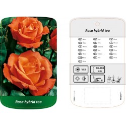 Rosa Hybrid Tea FPINT1771