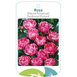 Rosa [Hybrid Perpetual]...