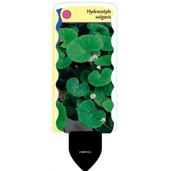 Hydrocotyle vulgaris FMWP335