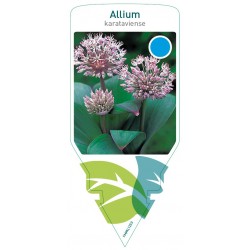 Allium karataviense FMPRL1253