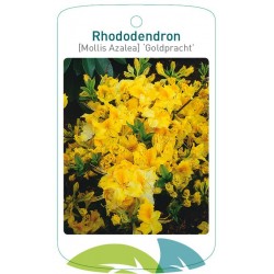 Rhododendron 'Goldpracht'...