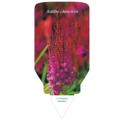 Astilbe chinensis FPDAB0016...