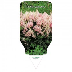 Astilbe japonica FPDAB0019...