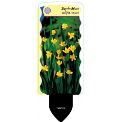 Sisyrinchium californicum...
