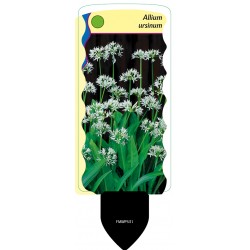 Allium ursinum FMWP531