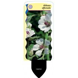 Althea officinalis FMWP583