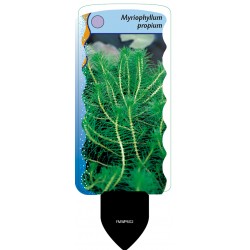 Myriophyllum propium FMWP602