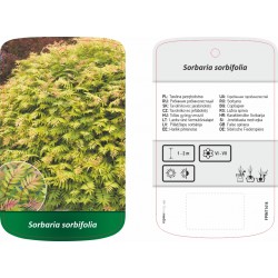 Sorbaria sorbifolia FPINT1414