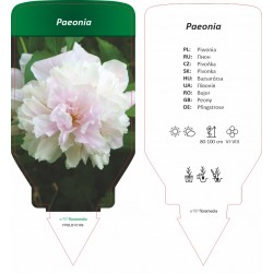 Paeonia FPBLBY0186